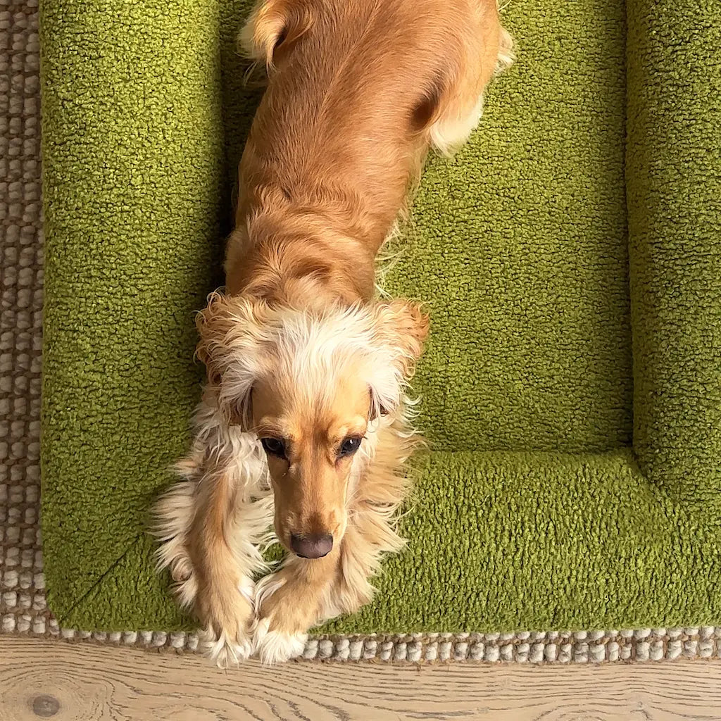 Cocker Spaniel lying on a green dog bed