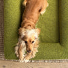 Cocker Spaniel lying on a green dog bed