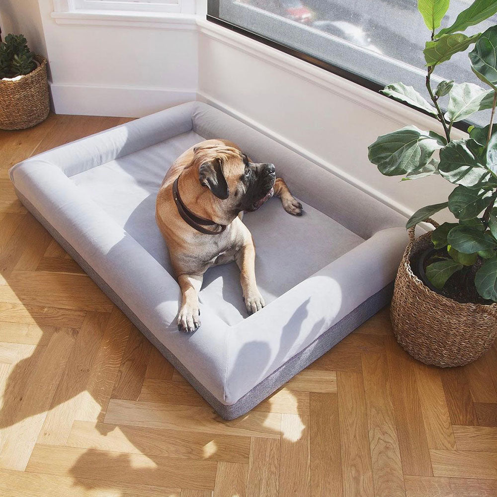 Bull Mastiff relaxing on an XL dog mattress