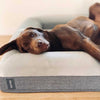 Brown dog relaxing on a large grey pet bed