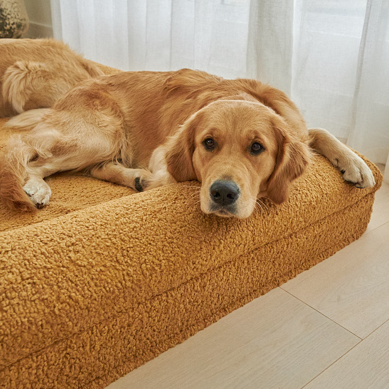Golden Retriever lying on a large mustard dog bed