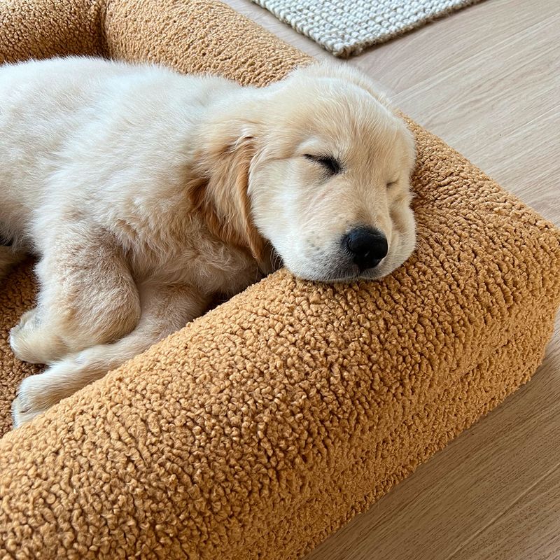 Golden Retriever puppy sleeping on a large tan dog bed