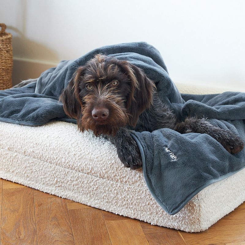 Wirehaired dog resting on a boucle pet bed with a grey blanket