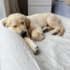 Golden retriever puppy sleeping on a large cream dog mattress