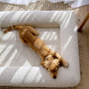Small dog relaxing on a white pet bed