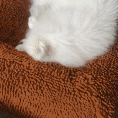 Samoyed dog snuggled in a brown pet bed