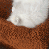 Samoyed dog snuggled in a brown pet bed