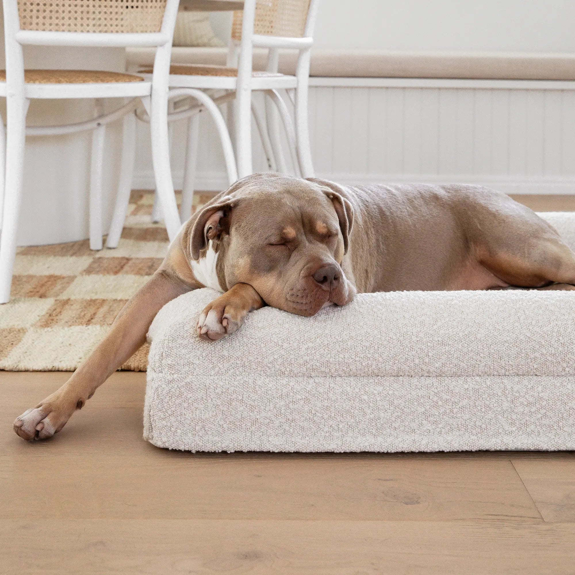 American Bully resting in a large white boucle Original Barney Bed