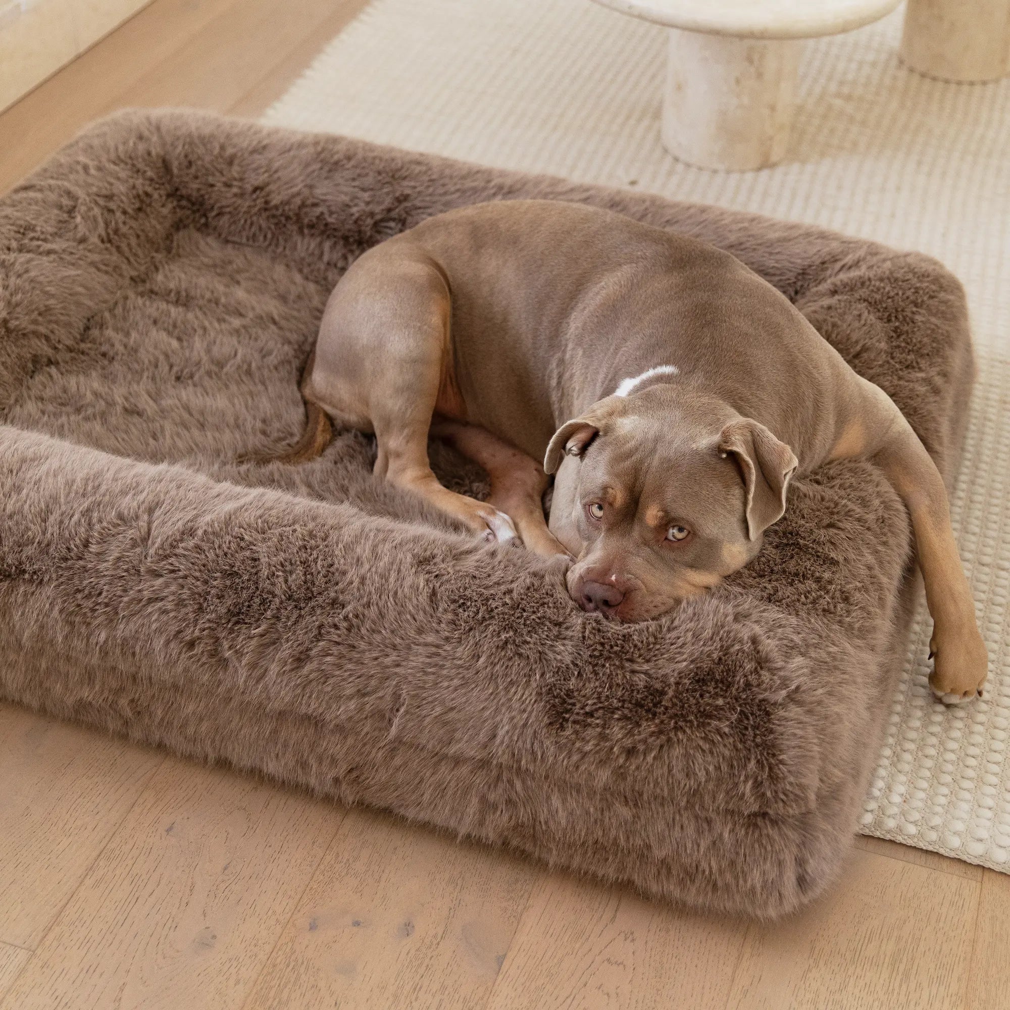 American Bully resting in a large brown Original Barney Bed