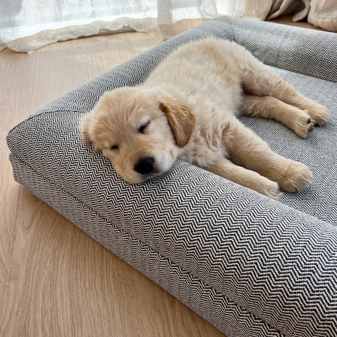 Golden Retriever puppy sleeping on a grey dog mattress