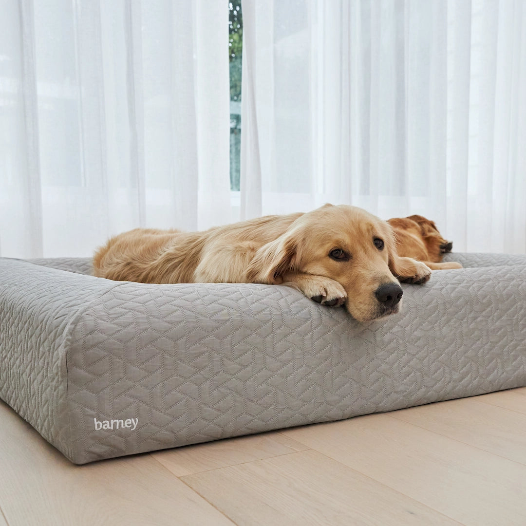 Golden Retriever resting on a grey cooling cover dog bed