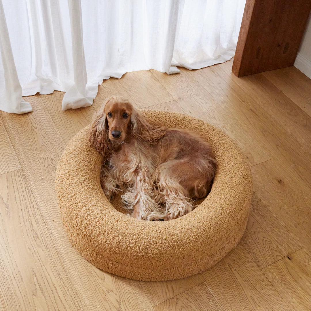 Cocker Spaniel resting comfortably on a golden pet bed