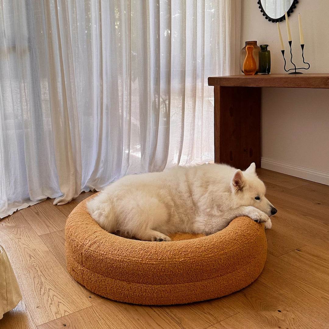 White dog resting on a round, orange pet bed