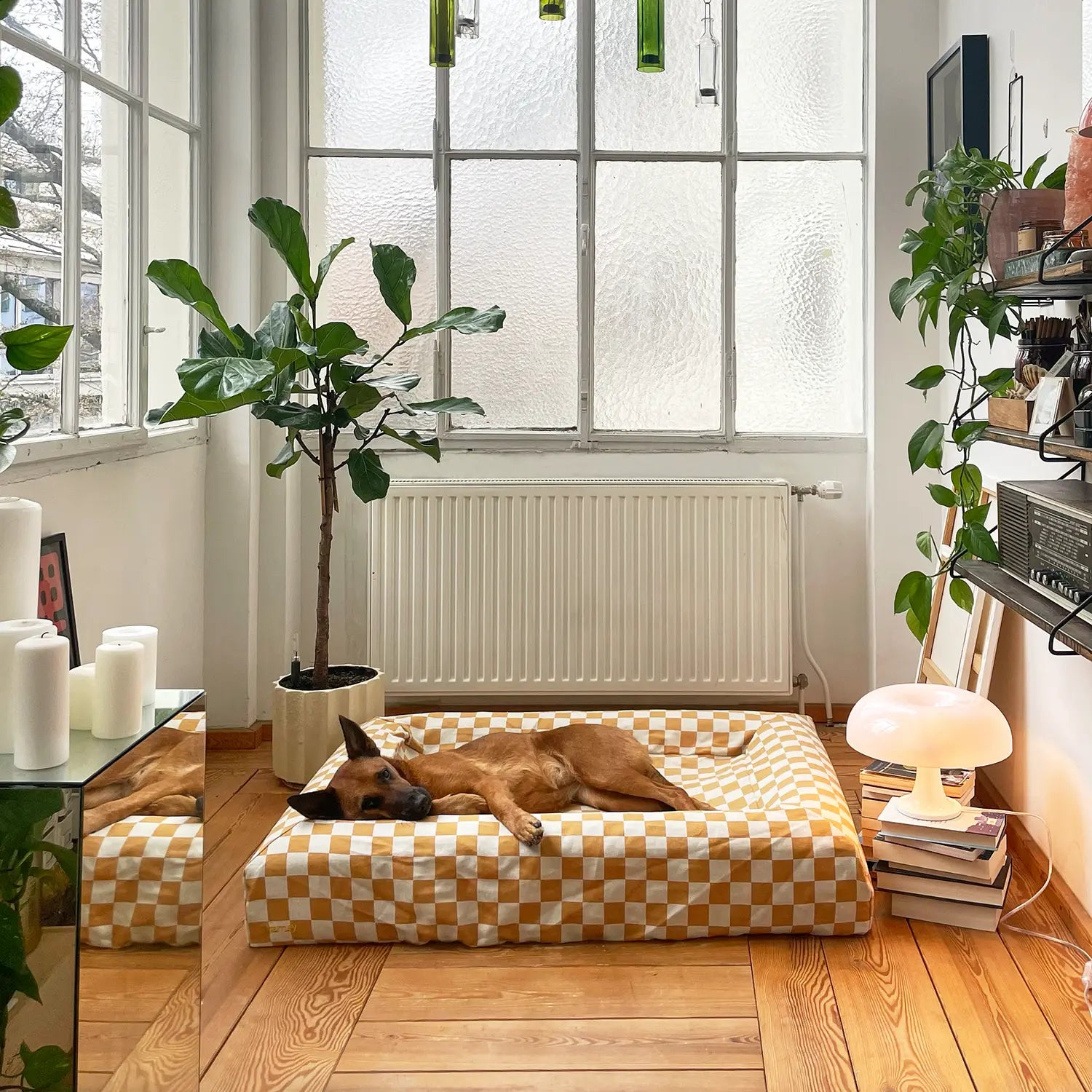image-products/BB-MUSTARD.jpg