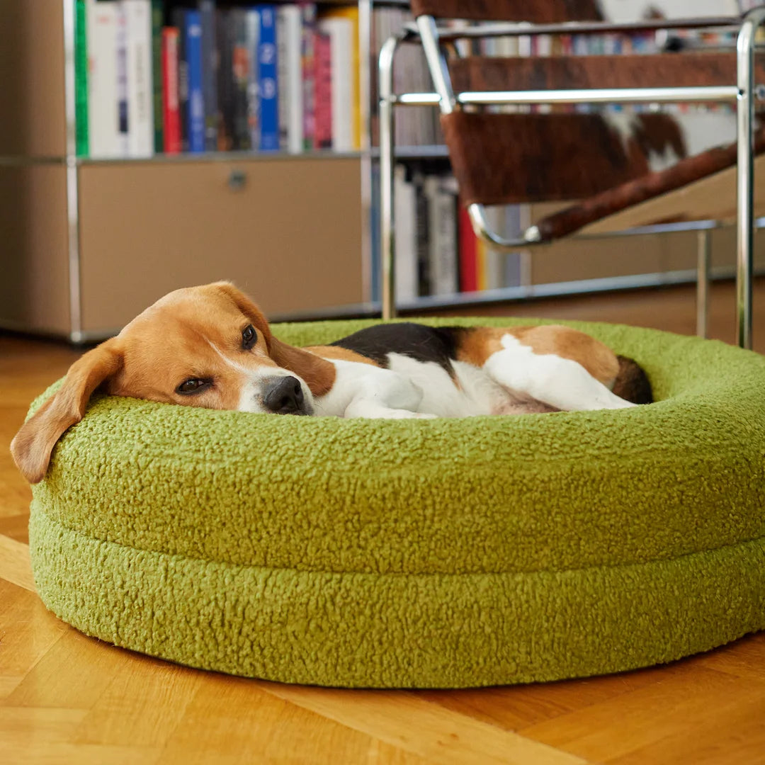 Beagle resting comfortably on a green dog bed