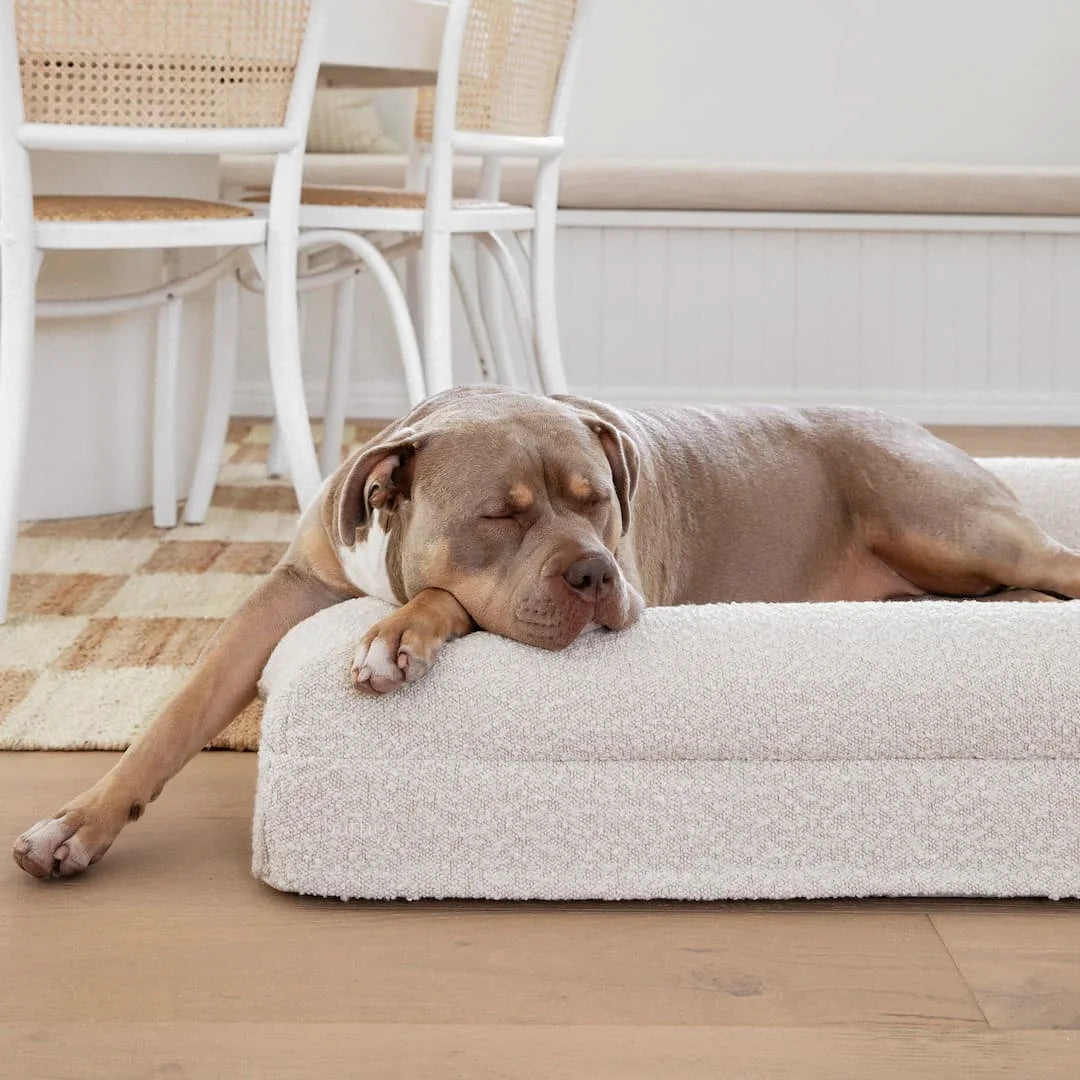 American Bully sleeping on a large cream dog mattress