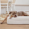 American Bully sleeping on a large cream dog mattress