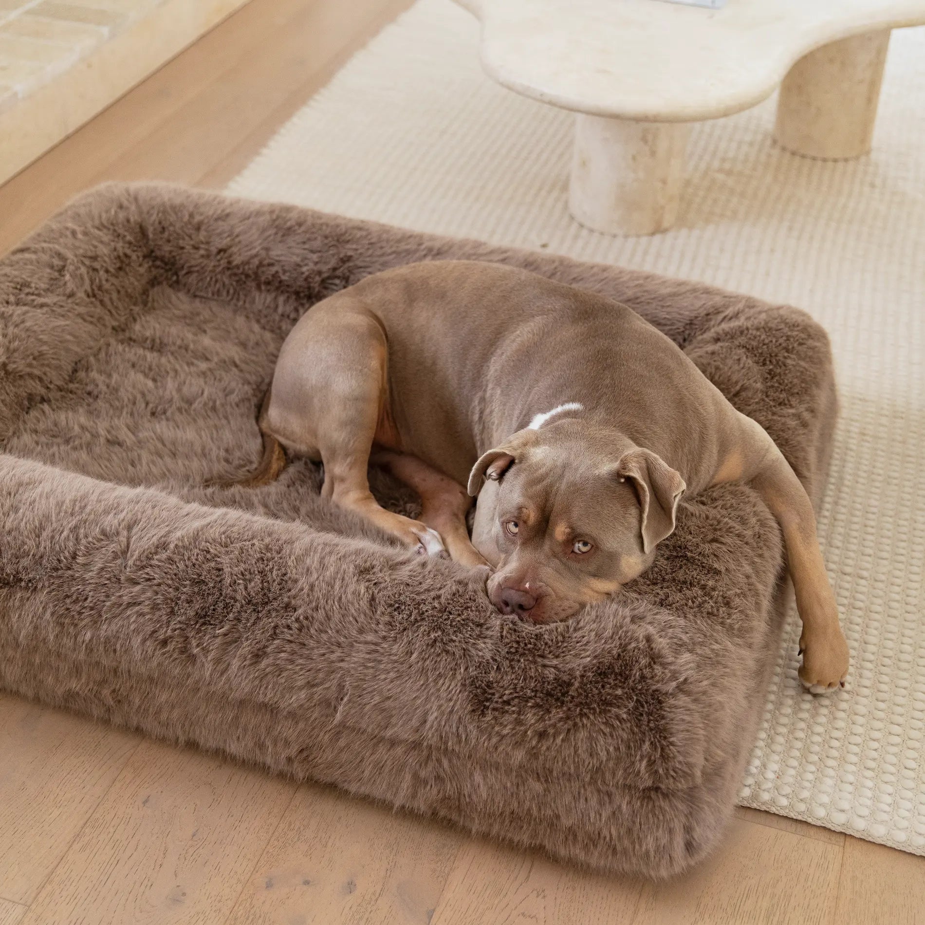 Brown dog resting on a large fluffy dog bed