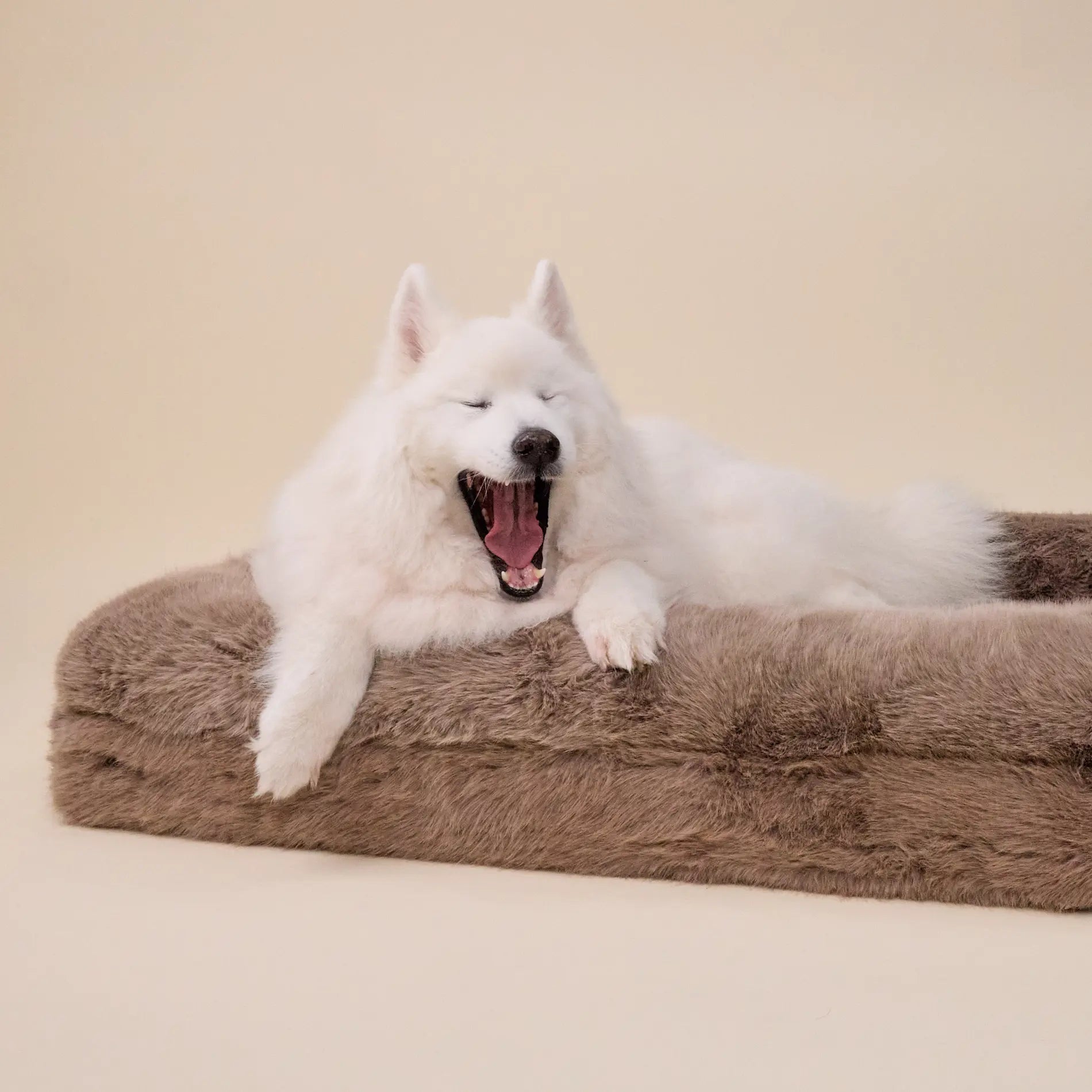 Samoyed dog yawning on a large brown pet bed