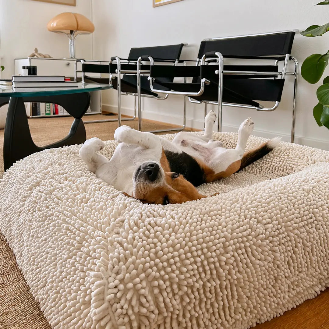Beagle relaxing on a small, cream-coloured dog bed in a modern living room setting
