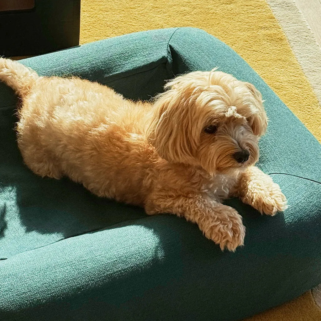 Small dog resting on a teal dog bed