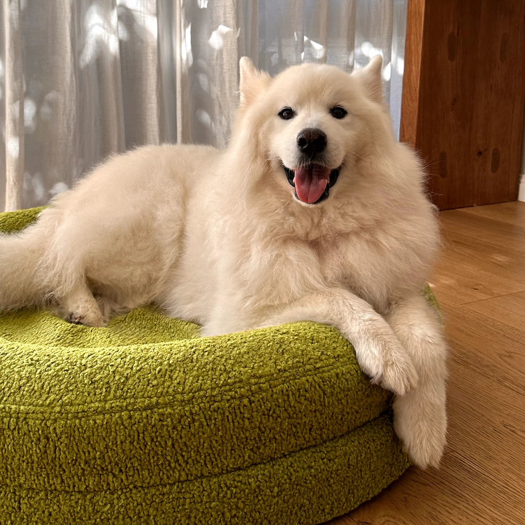 Samoyed dog relaxing on a matcha green pet bed