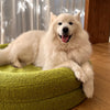 Samoyed dog relaxing on a matcha green pet bed