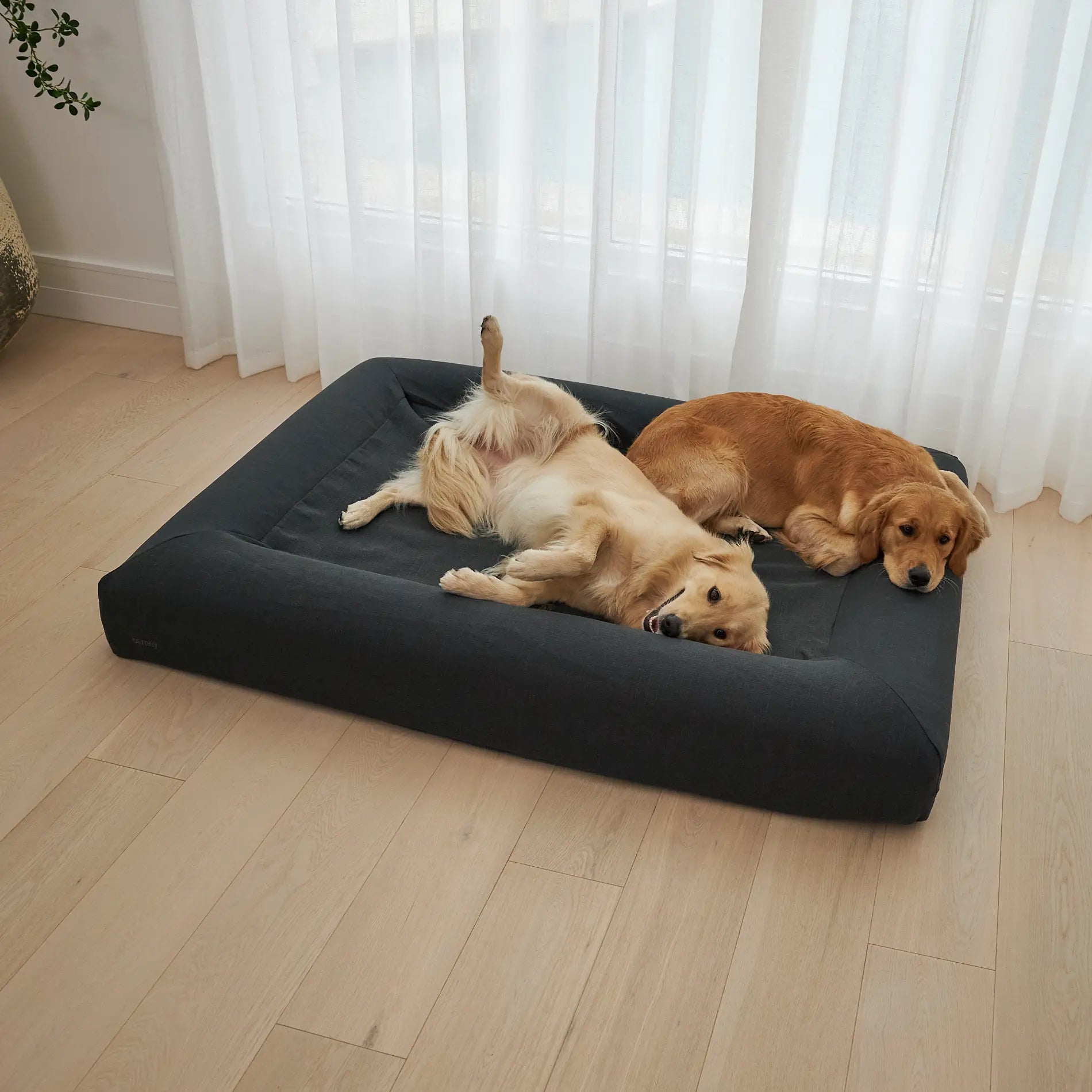 Two dogs relaxing on a charcoal dog mattress