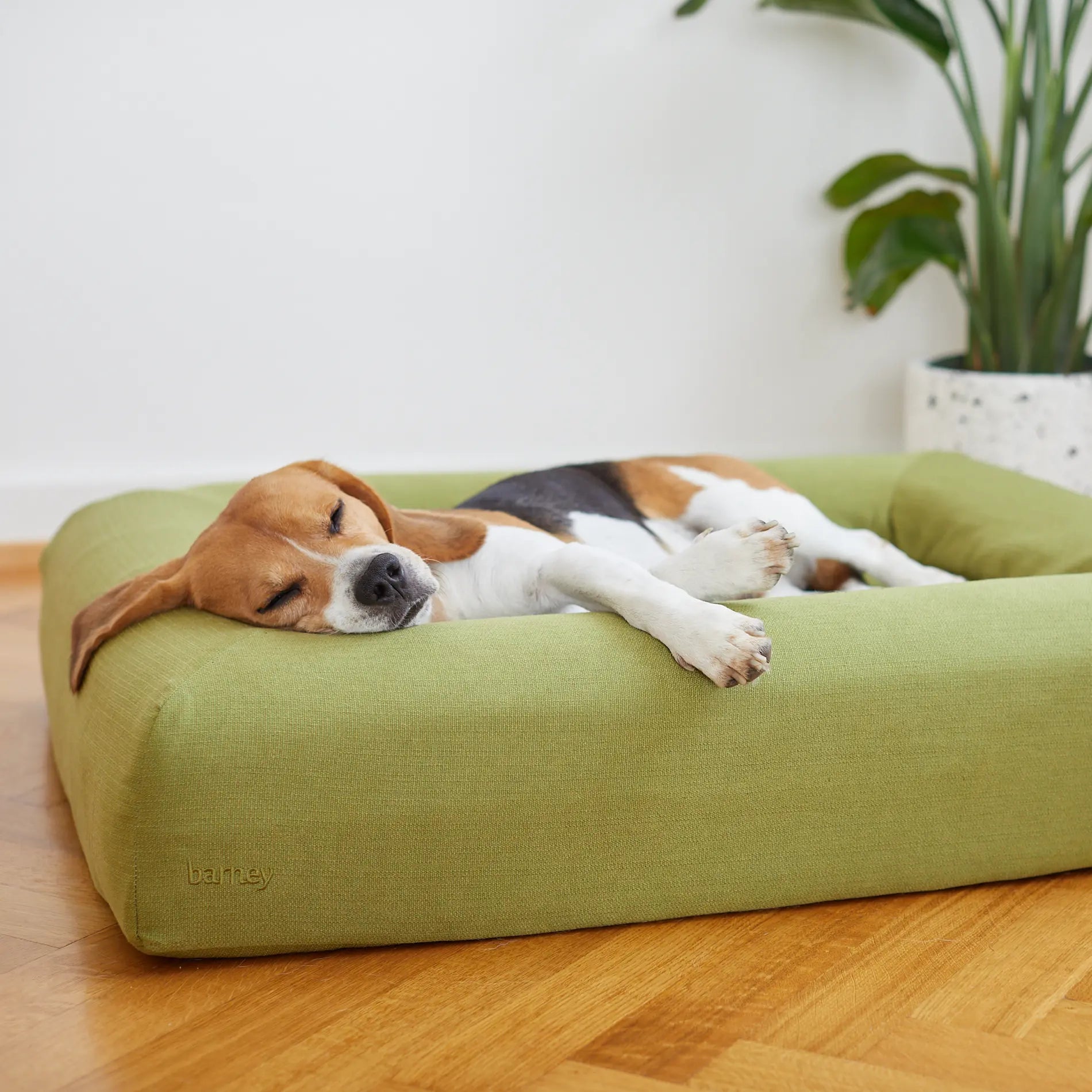 Beagle sleeping comfortably on a green dog bed