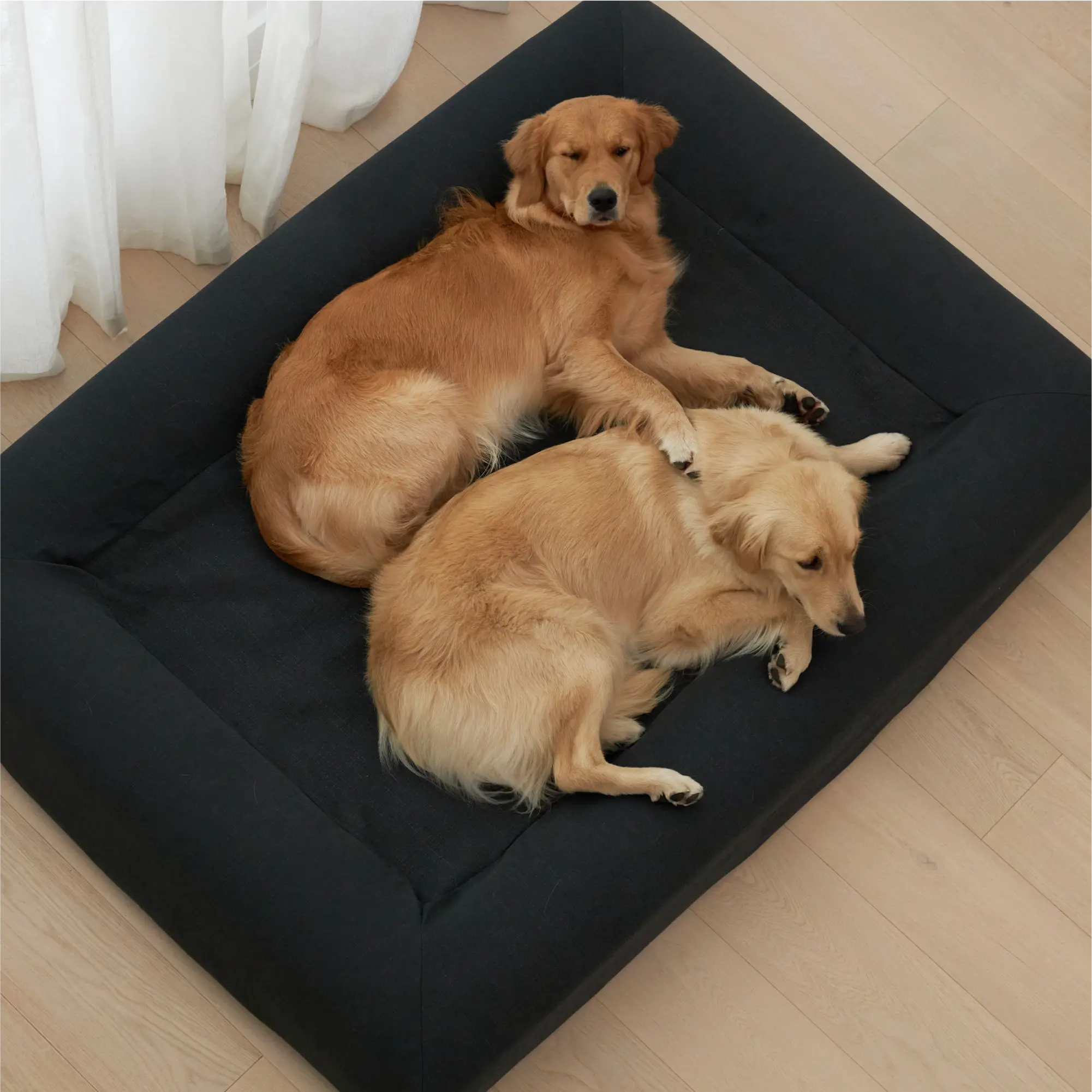 Two golden retrievers resting on a black dog bed