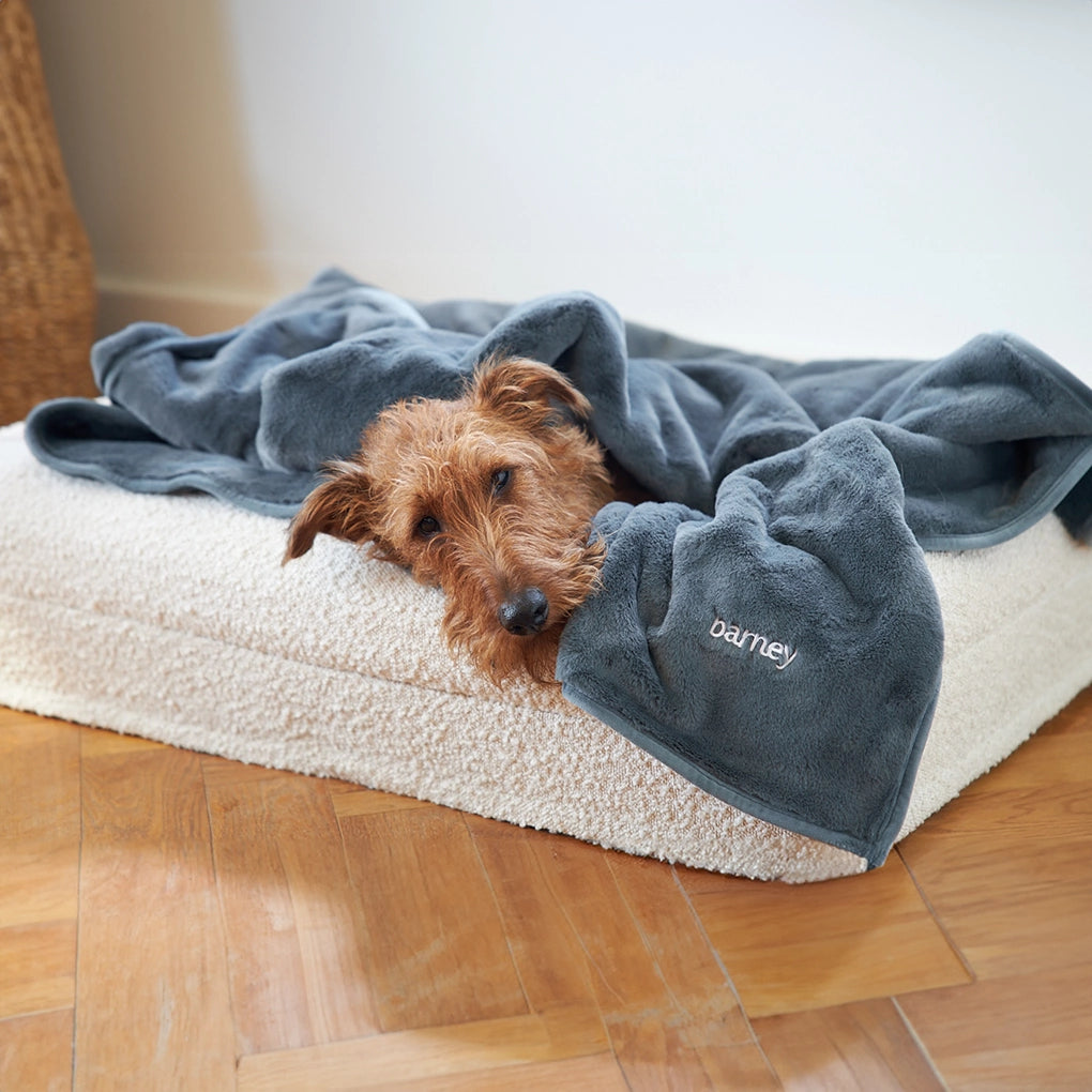 Irish Terrier resting on a cozy pet bed with a soft grey blanket
