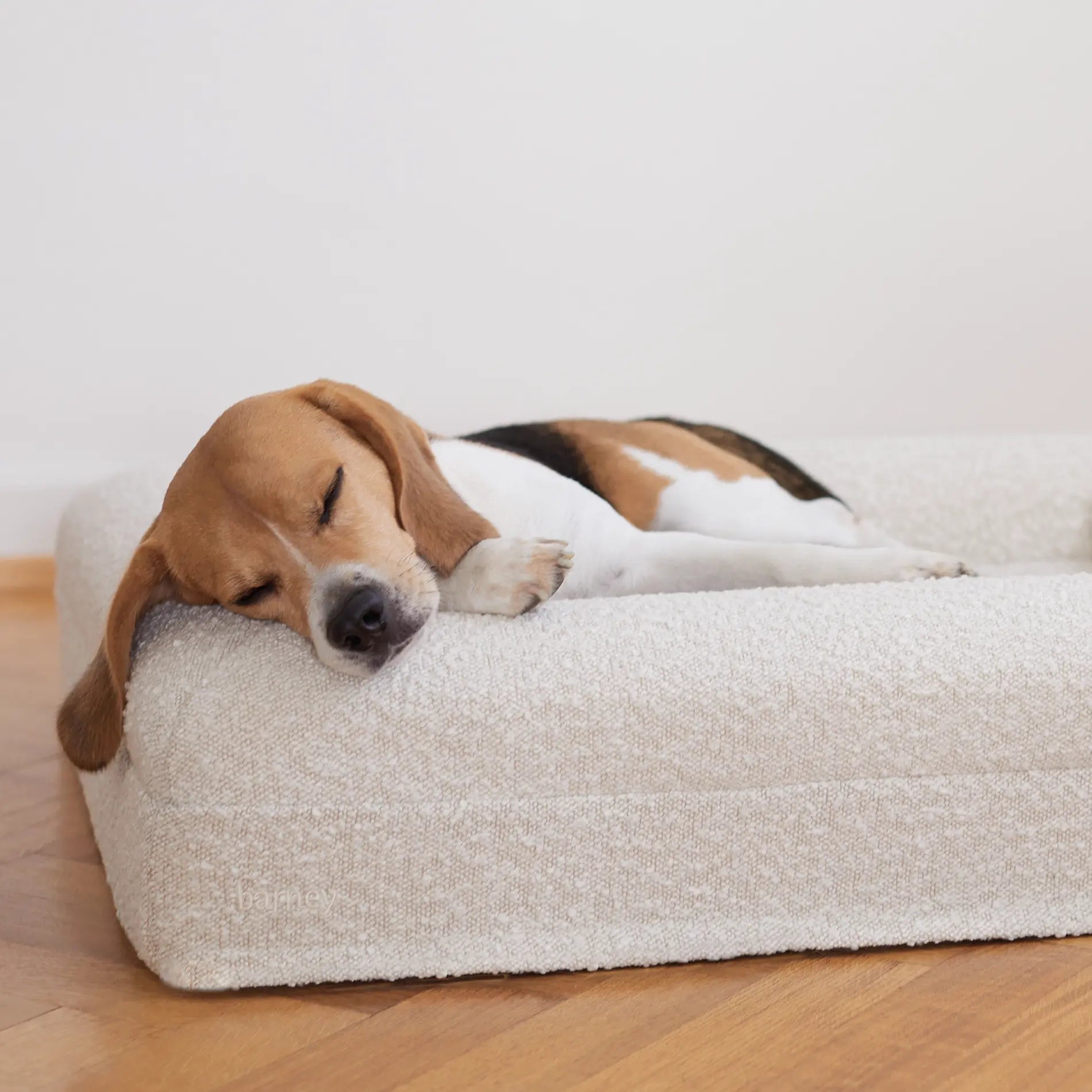 Beagle sleeping on a boucle luxury dog bed