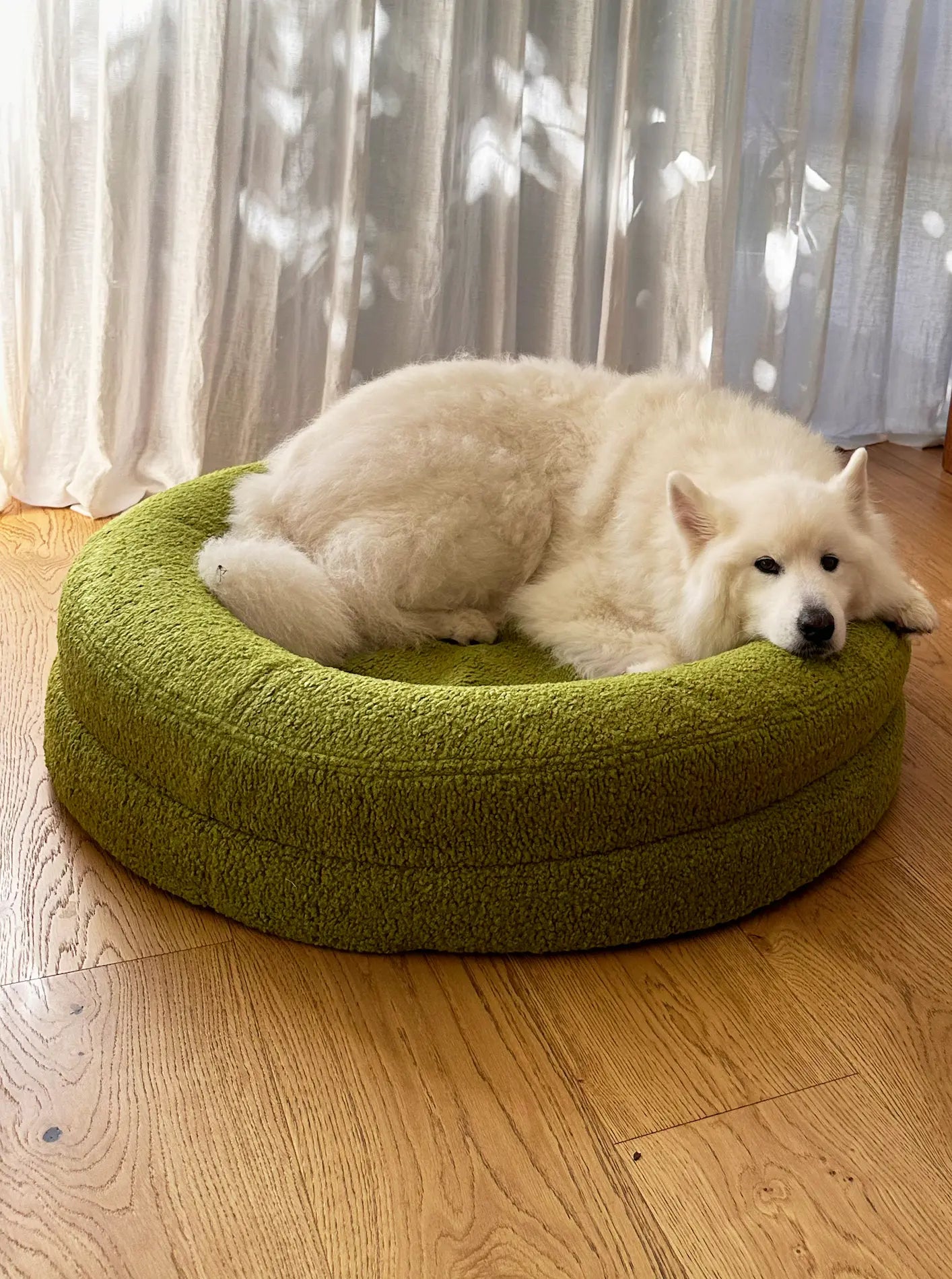 Large matcha dog bed with a Samoyed resting comfortably