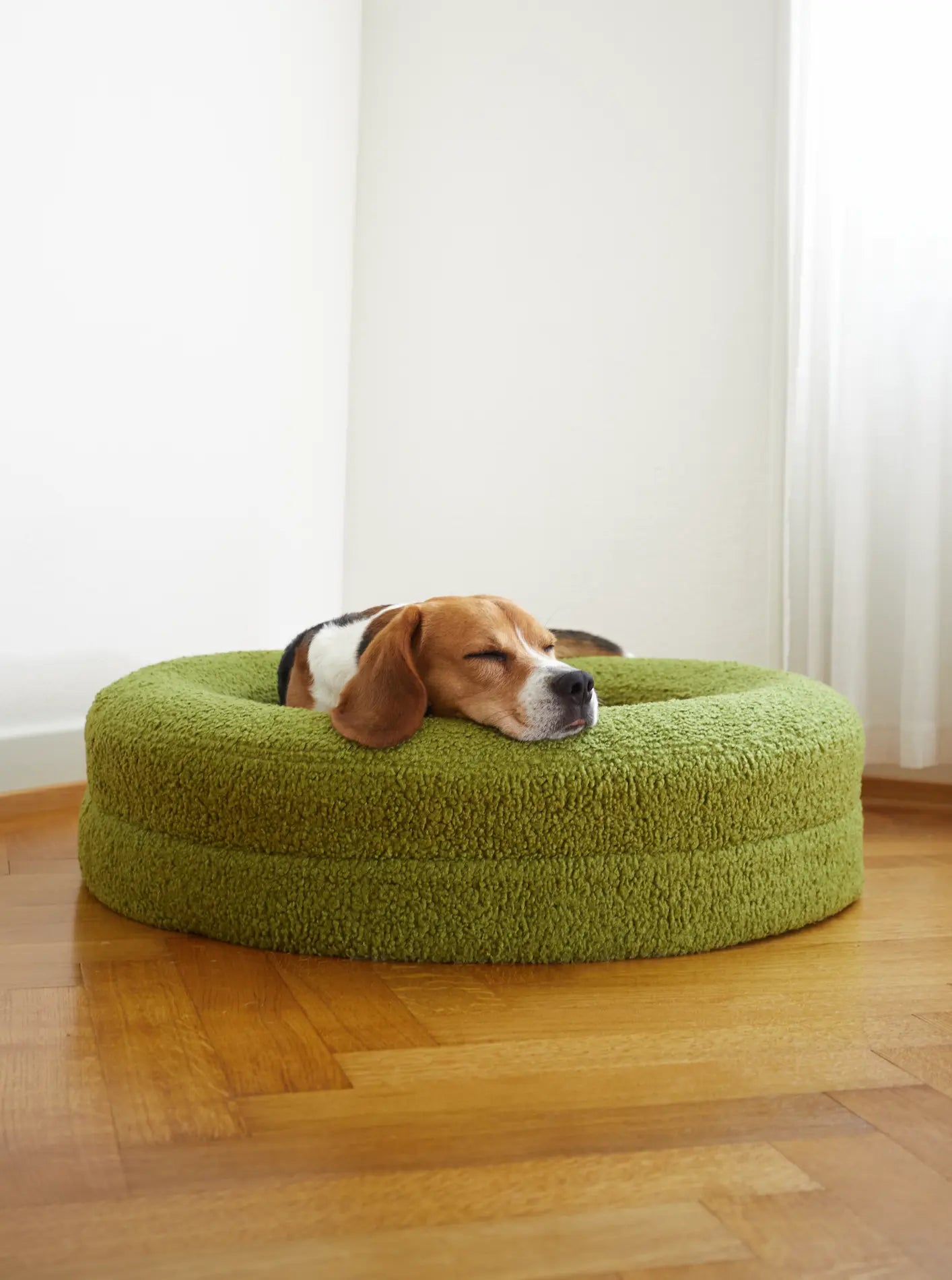 Beagle resting on a medium matcha green dog bed
