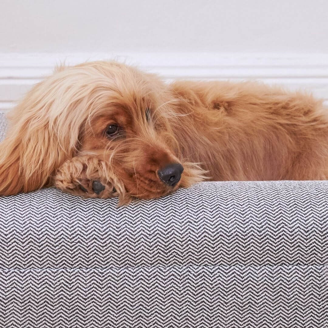 Golden dog resting on a grey Australian made dog bed
