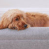 Golden dog resting on a grey Australian made dog bed