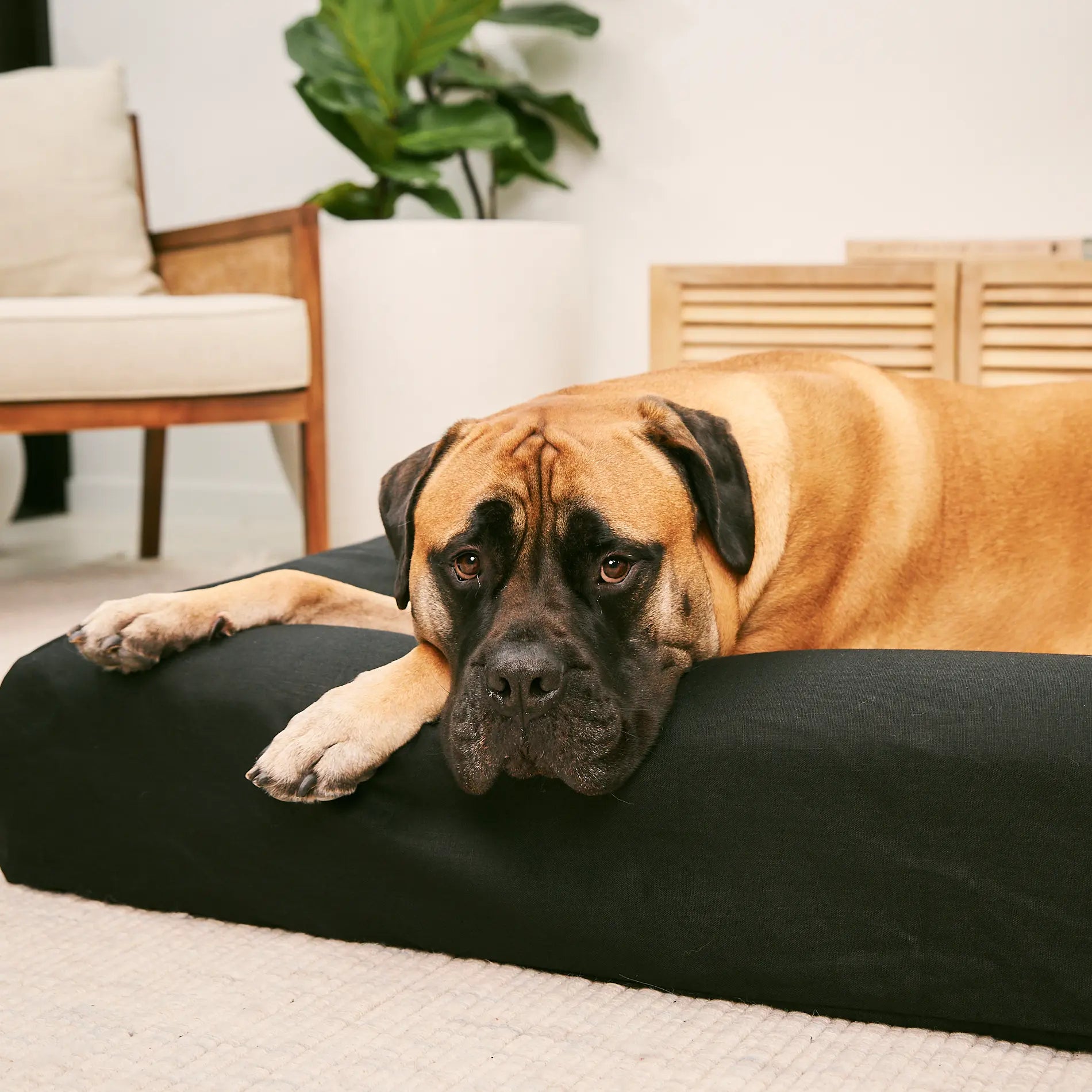 Large dog resting on a charcoal dog mattress