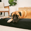 Large dog resting on a charcoal dog mattress