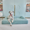 Dalmatian lounging on a seafoam dog bed in a stylish room