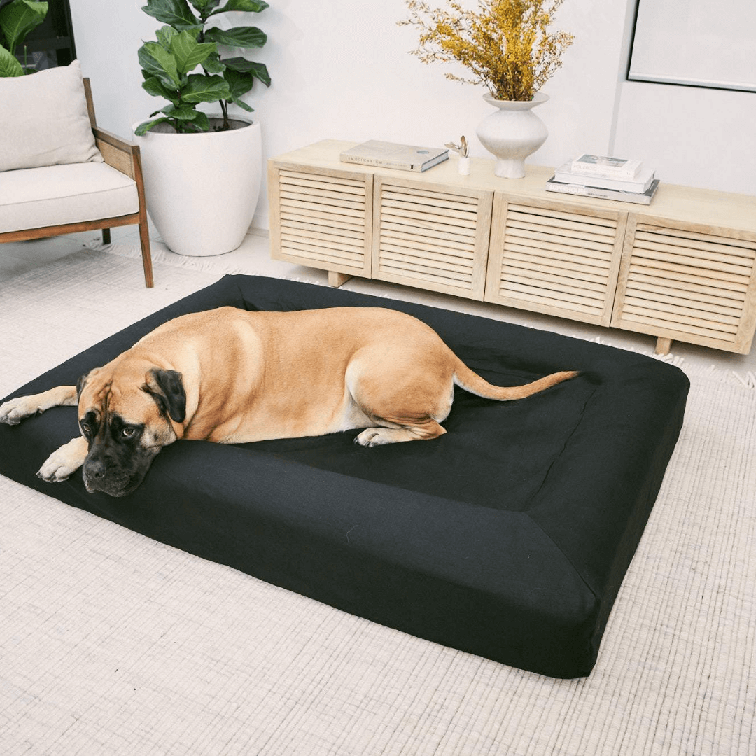 Large black dog bed with a Mastiff lying comfortably on it