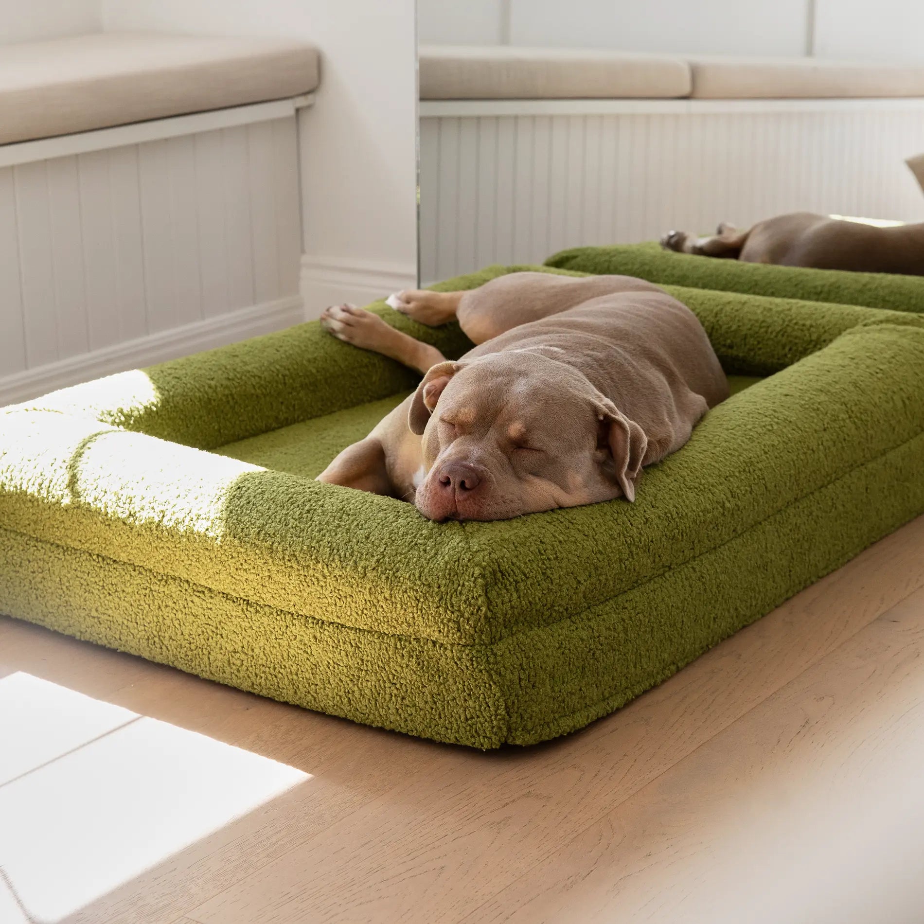 covers | XL Americcan Bully sleeping comfortably on a green pet bed