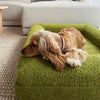Cocker Spaniel resting on a green pet bed