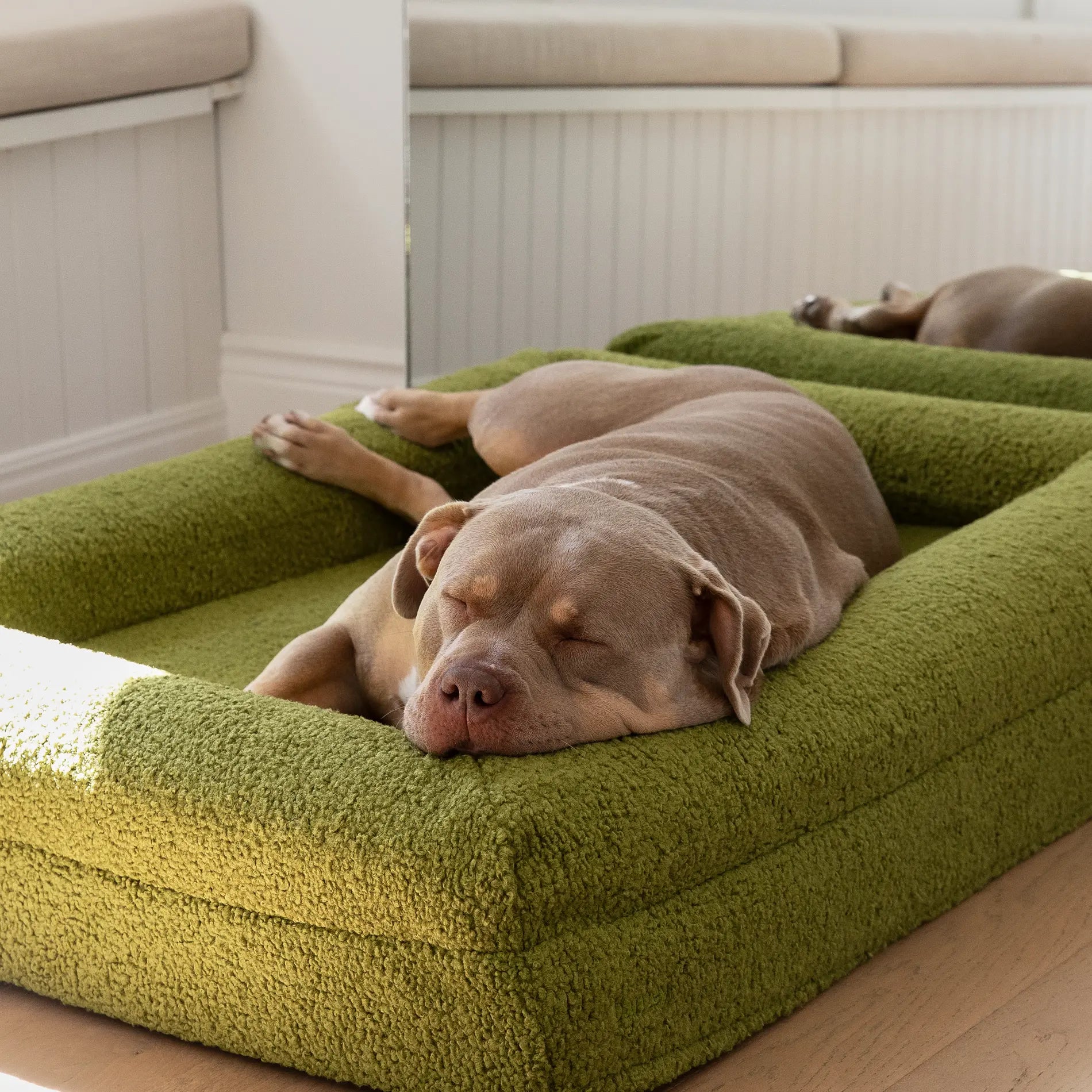 Large green dog bed with a sleeping dog on it