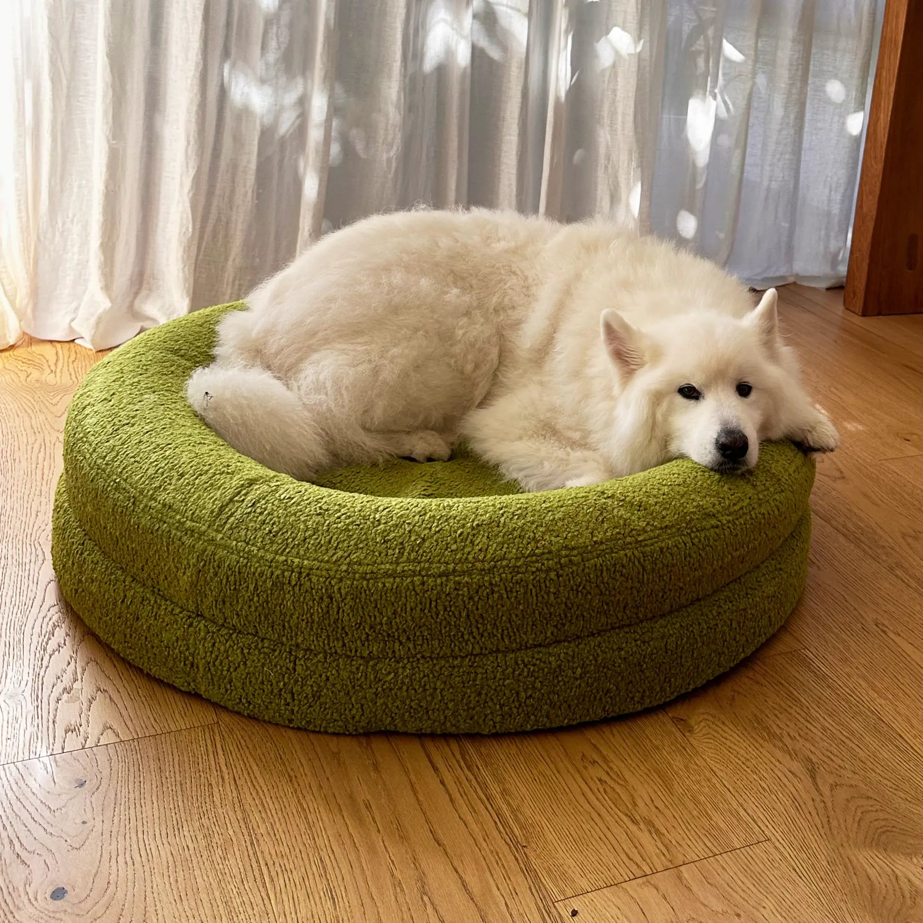 Fluffy white dog resting on a green pet bed