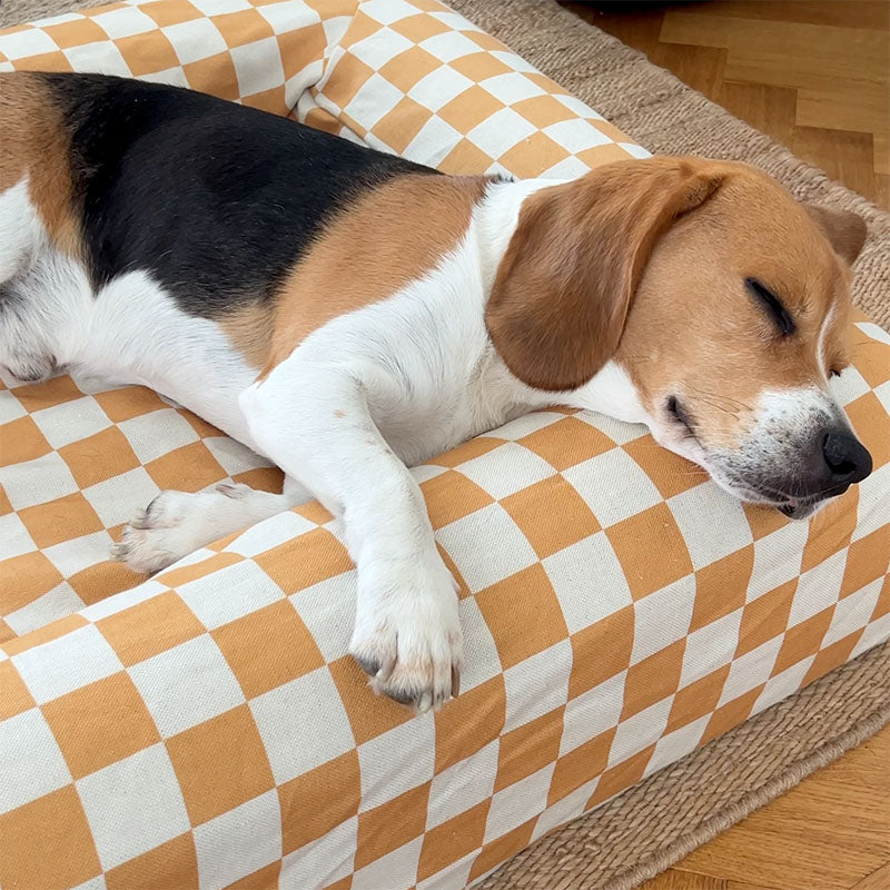 Beagle sleeping on a mustard checkered dog bed