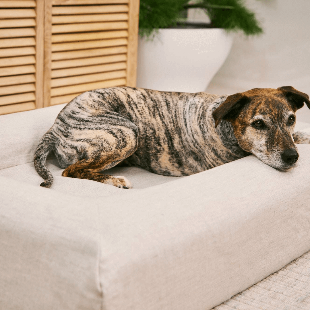 Brindle dog resting comfortably on an oat-coloured pet bed