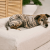 Brindle dog resting comfortably on an oat-coloured pet bed