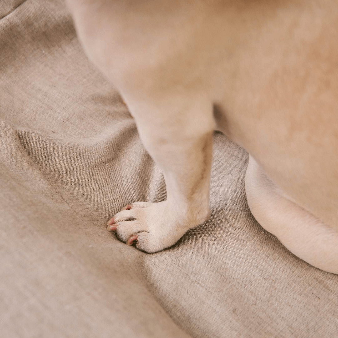 A close-up of a dog's paw resting on an oat-coloured dog bed.