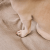A close-up of a dog's paw resting on an oat-coloured dog bed.