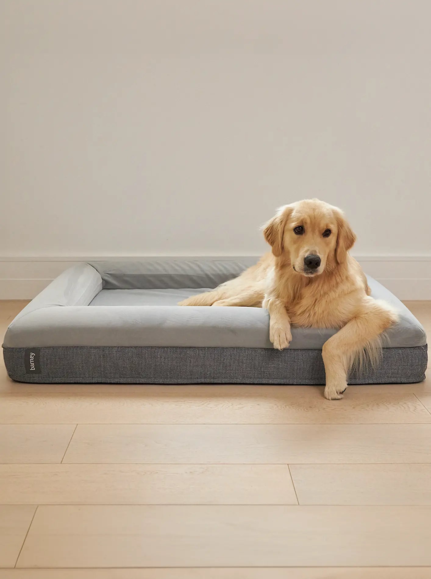 Golden Retriever lounging on a large grey dog mattress